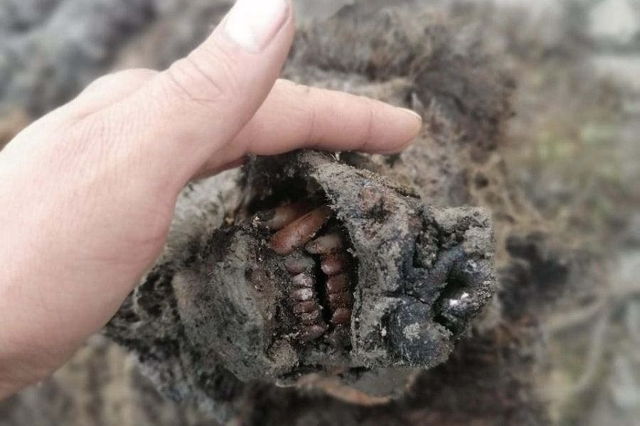 NEFU scientists to study cave bear found on the Lyakhovsky Islands NEFU scientists to study cave bear found on the Lyakhovsky Islands